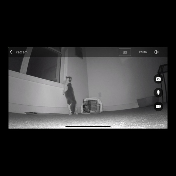 Bear - Picture 11 of 16